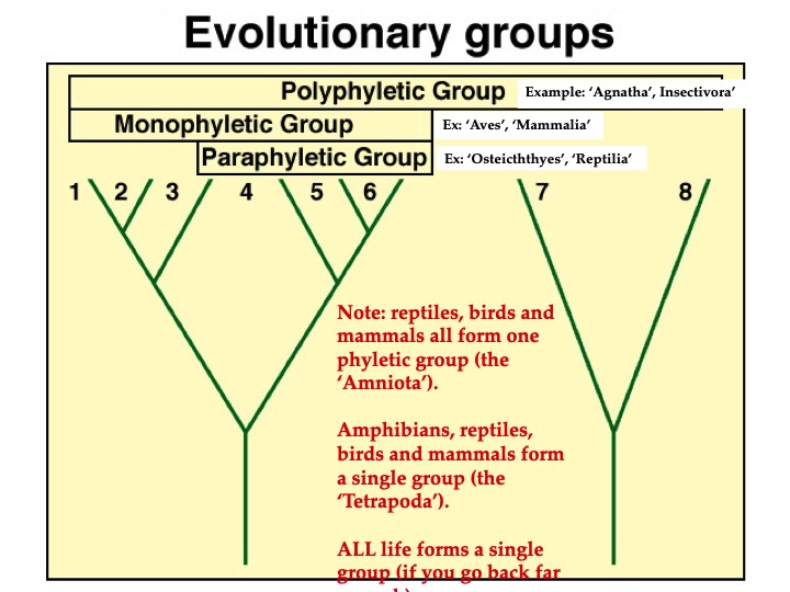 Index Of Teaching BIOL112 Lectures 03