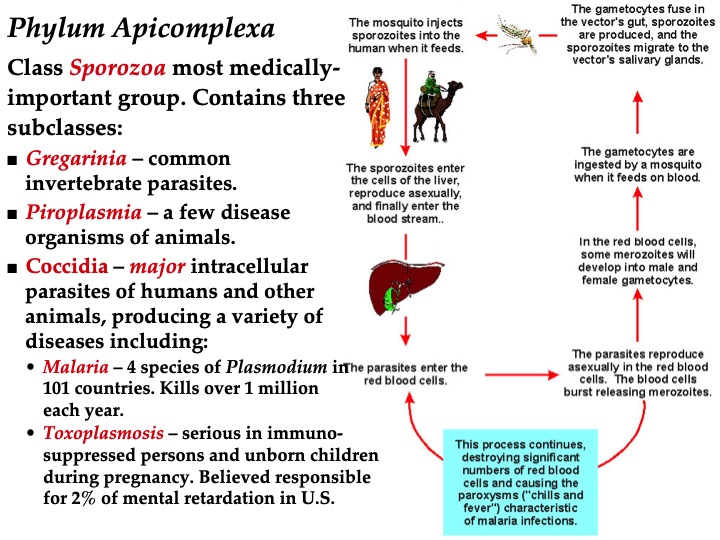 Topic Protists