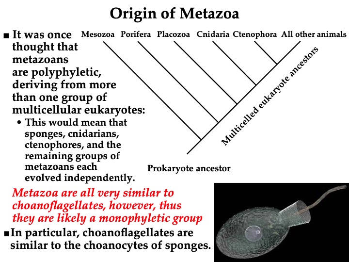 Topic Protists