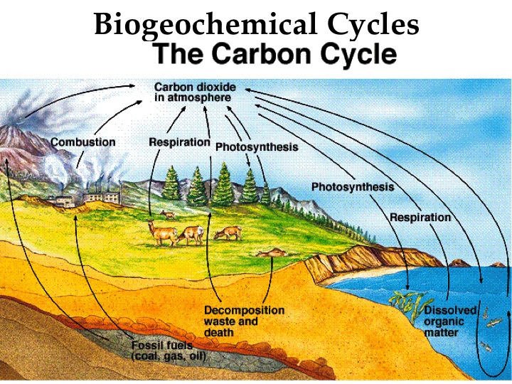 topc-01-what-is-ecology-notes