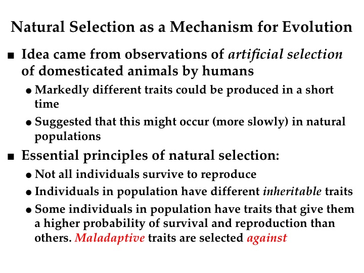 what-are-the-four-principles-of-natural-selection