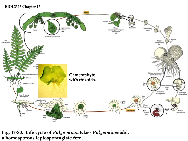 Lecture 07 Seedless Vascular Plants